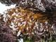 Brown Seaweed Health Benefits